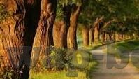 麻豆破解版app免费下载-谨慎选择，智慧下载——浅谈麻豆破解版APP的安全与风险